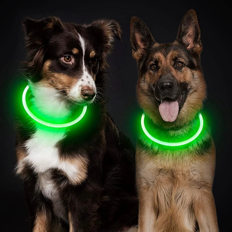 Collier Lumineux Chien