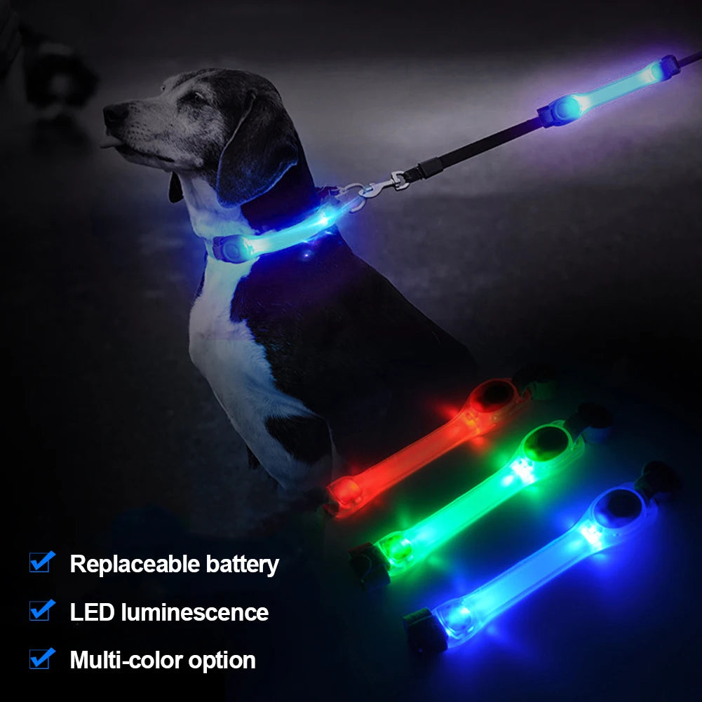 Collier LED Chien