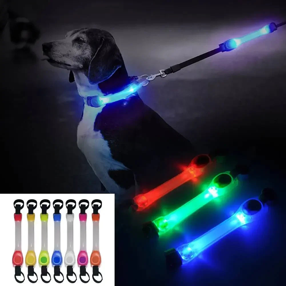 Collier LED Chien