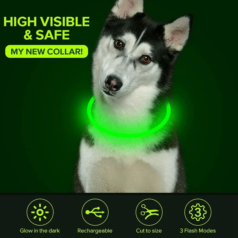 Collier Lumineux Chien