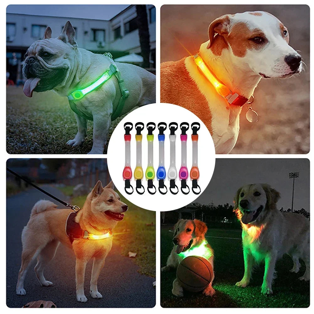 Collier LED Chien
