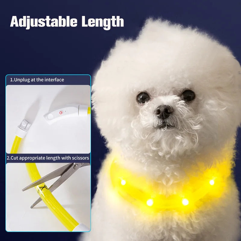 Collier Lumineux Chien