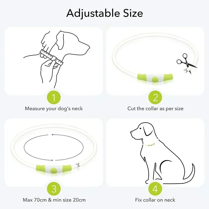 Collier Lumineux Chien